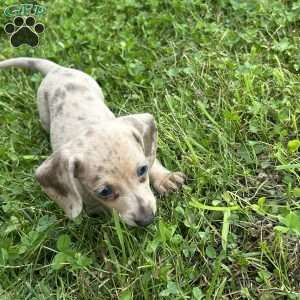 Vivian, Dachshund Puppy