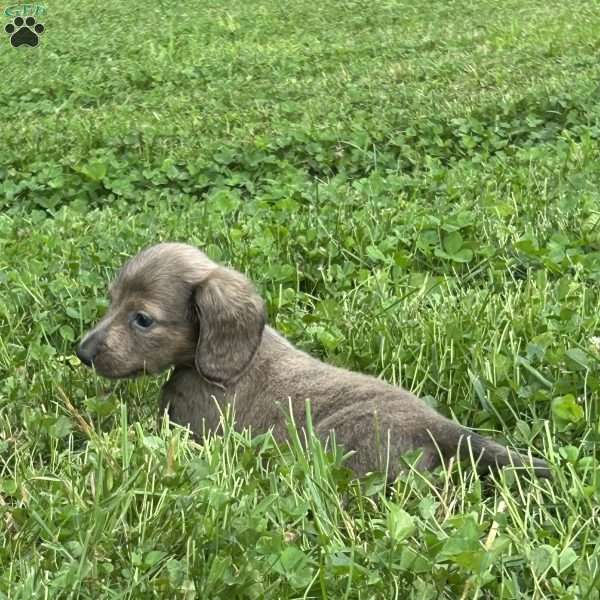Vincent, Dachshund Puppy