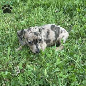 Valencia, Dachshund Puppy