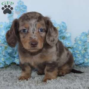 Lakota, Dachshund Puppy