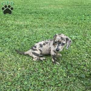 Valencia, Dachshund Puppy