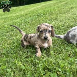 Valencia, Dachshund Puppy