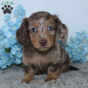 Lakota, Dachshund Puppy