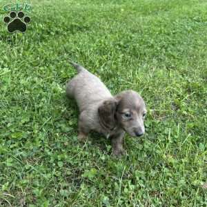 Vincent, Dachshund Puppy