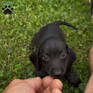 Veronica, Dachshund Puppy