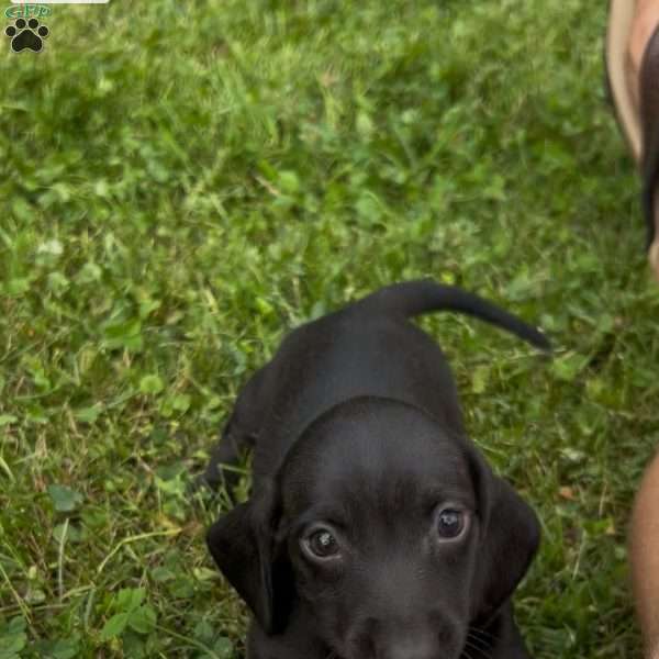 Veronica, Dachshund Puppy