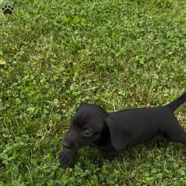 Veronica, Dachshund Puppy
