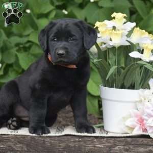 Molly, Black Labrador Retriever Puppy