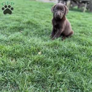 Maggie, Chocolate Labrador Retriever Puppy
