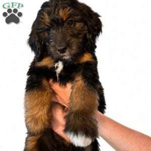 Purple - Goldendoodle Puppy For Sale in New Jersey