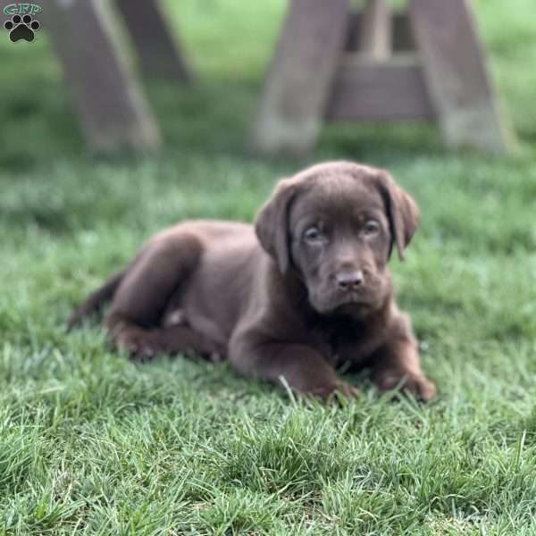 Maggie, Chocolate Labrador Retriever Puppy