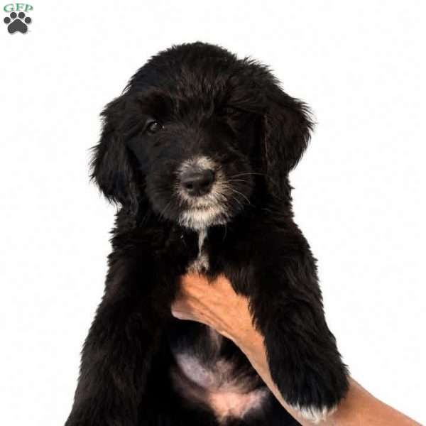 Yellow, Goldendoodle Puppy