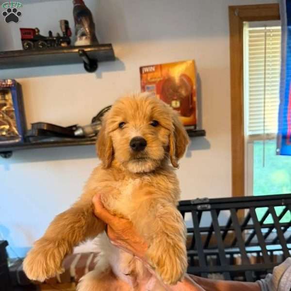 Green, Goldendoodle Puppy