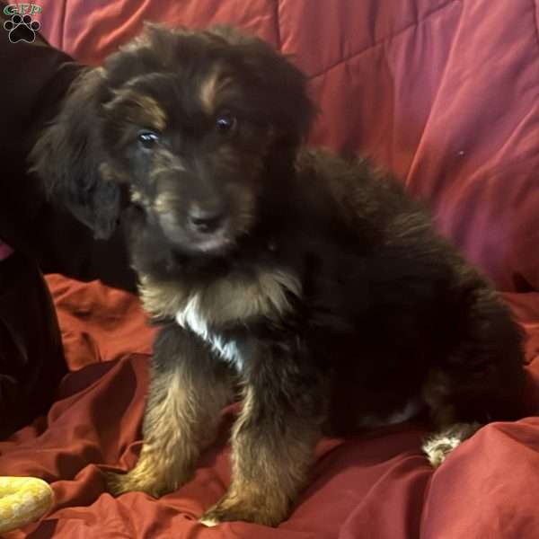Purple, Goldendoodle Puppy