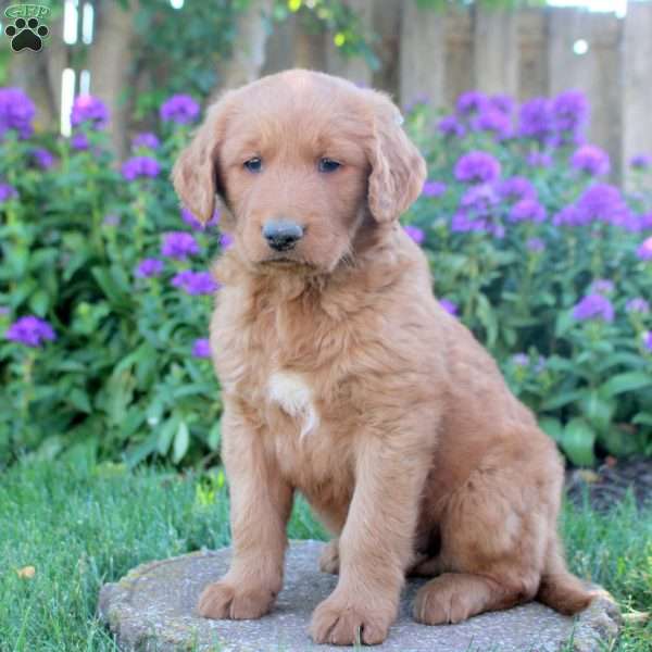Ian, Goldendoodle Puppy