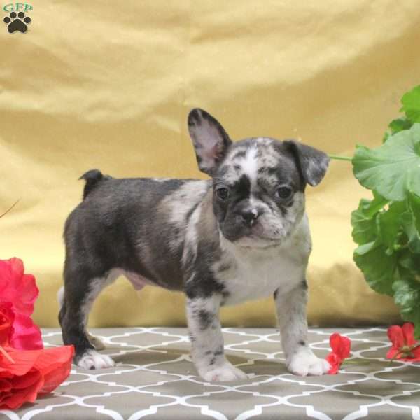 Idris, Frenchton Puppy