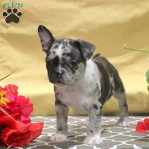 Idris, Frenchton Puppy