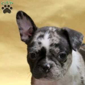 Idris, Frenchton Puppy