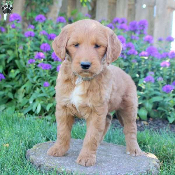 Ilene, Goldendoodle Puppy