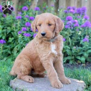 Ilene, Goldendoodle Puppy