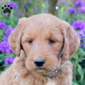 Ilene, Goldendoodle Puppy