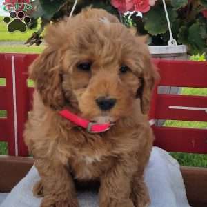 Nora, Mini Bernedoodle Puppy