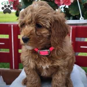 Nora, Mini Bernedoodle Puppy