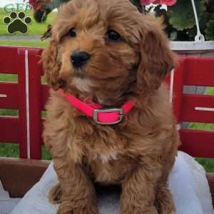 Nora, Mini Bernedoodle Puppy