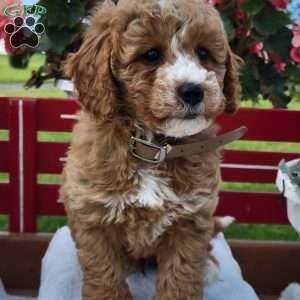 Niles, Mini Bernedoodle Puppy