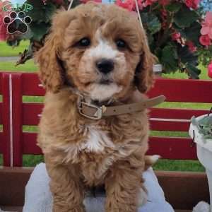 Niles, Mini Bernedoodle Puppy