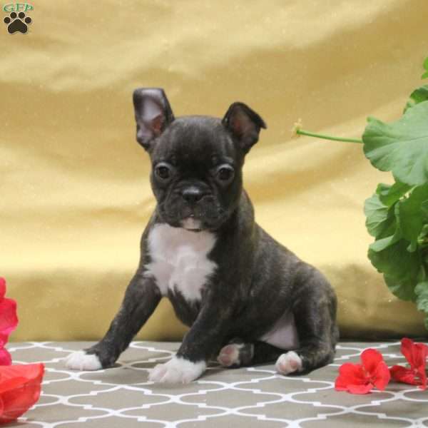Imogen, Frenchton Puppy
