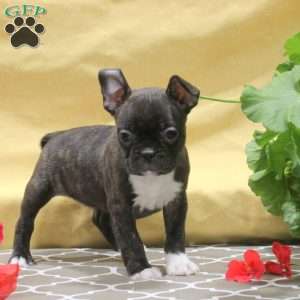 Imogen, Frenchton Puppy