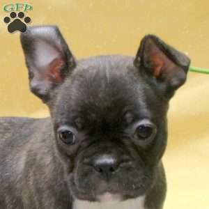 Imogen, Frenchton Puppy