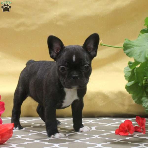 Irene, Frenchton Puppy