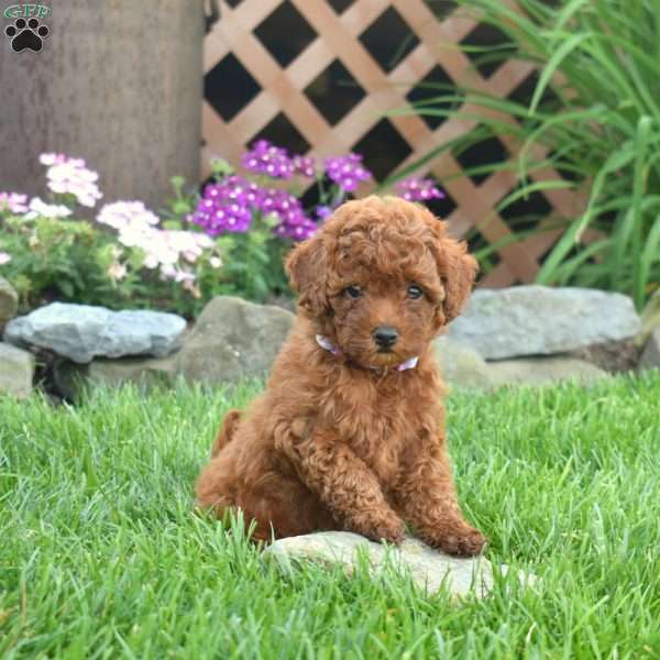 Irene, Miniature Poodle Puppy