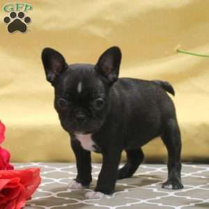 Irene, Frenchton Puppy