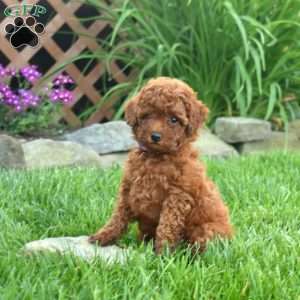 Irene, Miniature Poodle Puppy