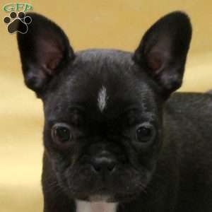 Irene, Frenchton Puppy