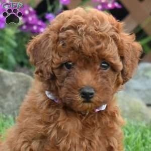 Irene, Miniature Poodle Puppy