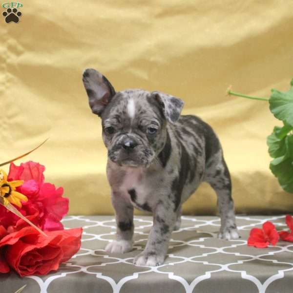 Iris, Frenchton Puppy