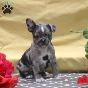 Iris, Frenchton Puppy
