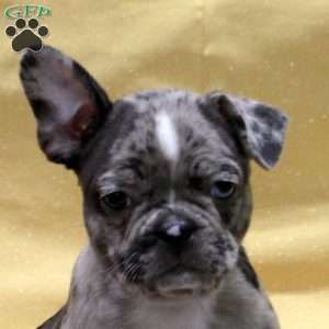 Iris, Frenchton Puppy