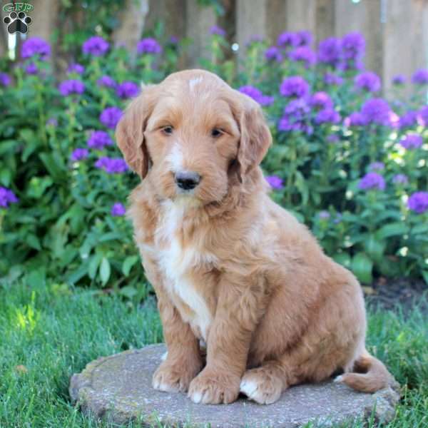 Irvin, Goldendoodle Puppy