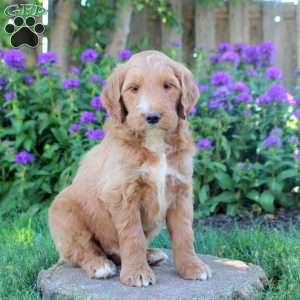 Irvin, Goldendoodle Puppy