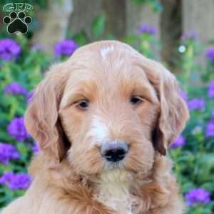 Irvin, Goldendoodle Puppy