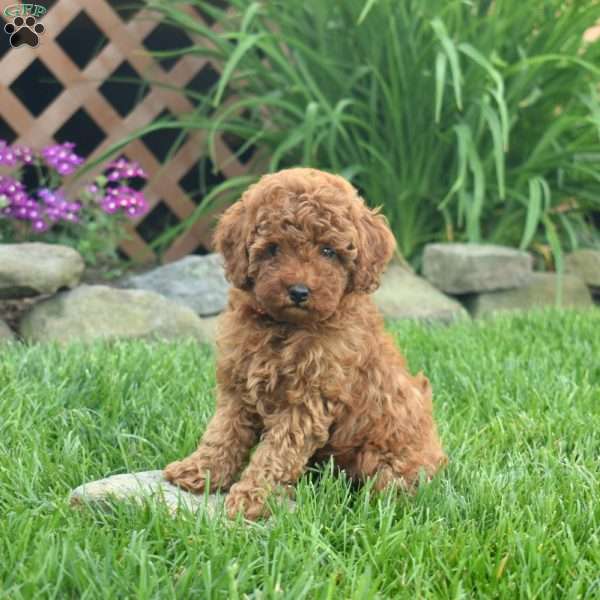 Isaac, Miniature Poodle Puppy