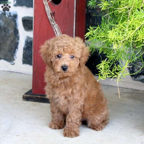 Isaac, Toy Poodle Puppy