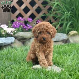 Isaac, Miniature Poodle Puppy