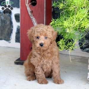 Isaac, Toy Poodle Puppy