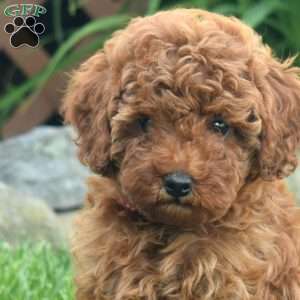 Isaac, Miniature Poodle Puppy